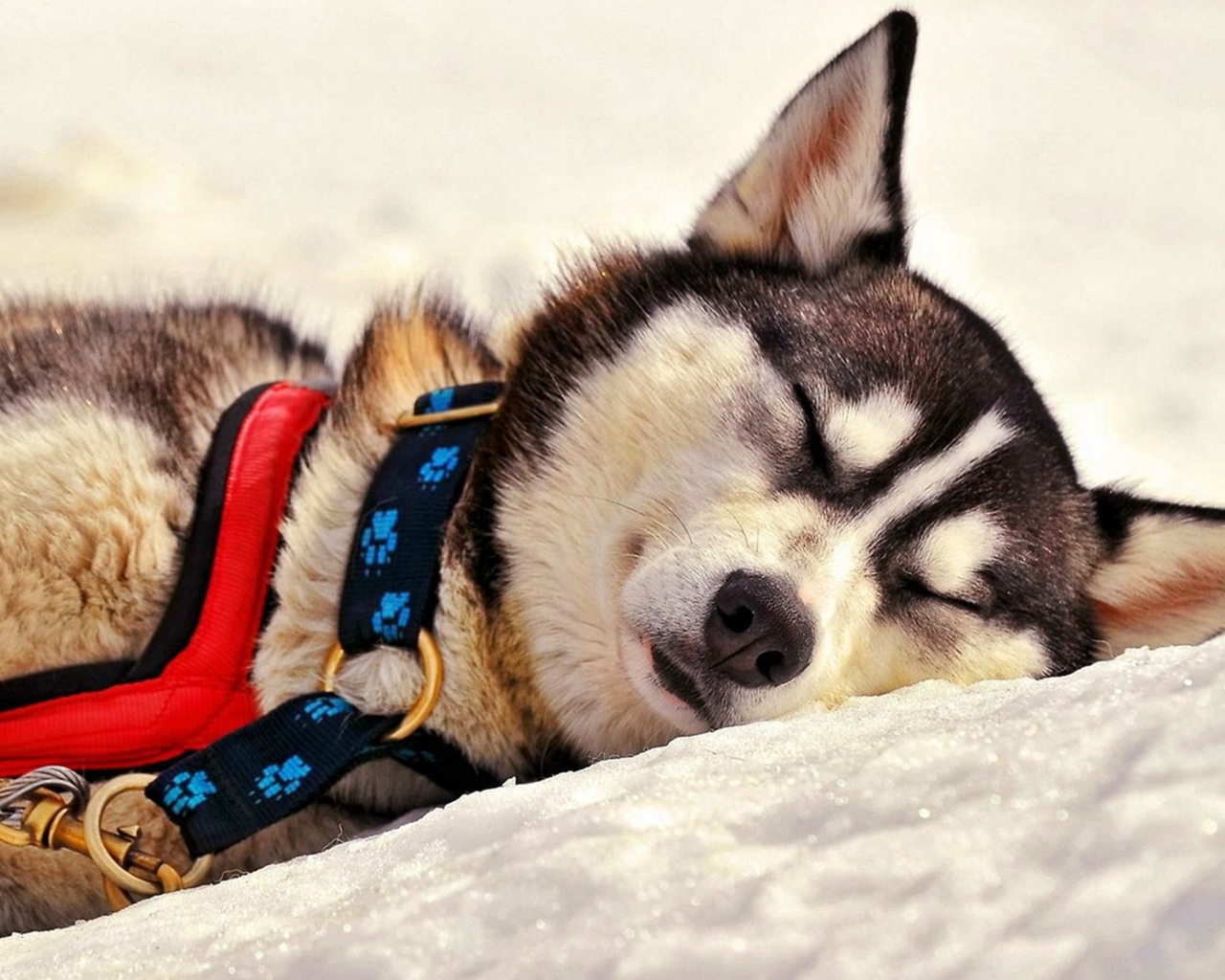 Sfondi Sleeping Eskimo Dog 1280x1024