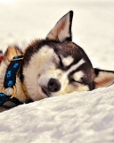 Screenshot №1 pro téma Sleeping Eskimo Dog 128x160