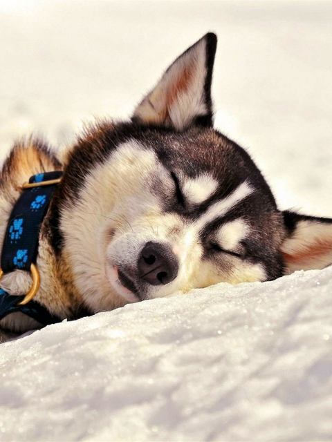 Обои Sleeping Eskimo Dog 480x640