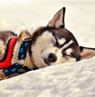 Sleeping Eskimo Dog - Obrázkek zdarma pro 1024x1024