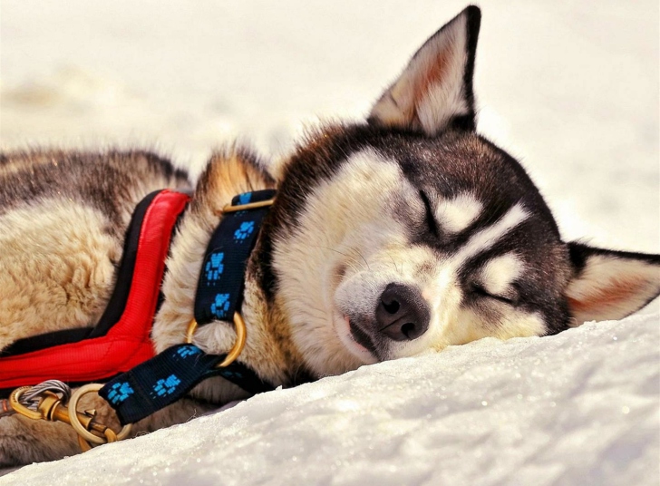 Das Sleeping Eskimo Dog Wallpaper