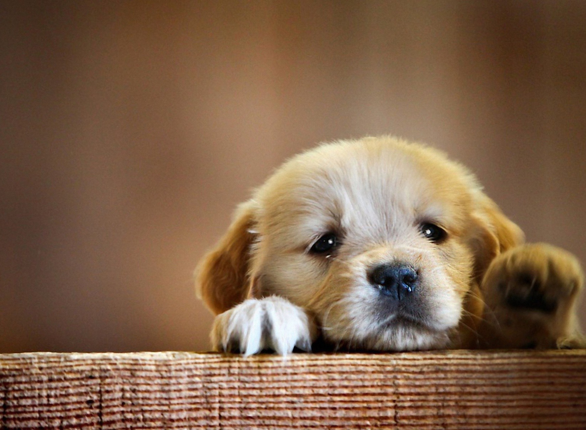 Sfondi Sad Little Puppy 1920x1408