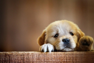 Sad Little Puppy - Obrázkek zdarma 