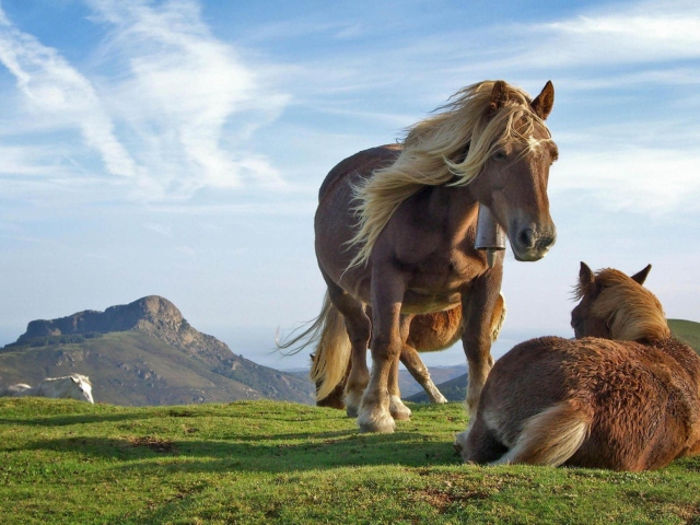 Fondo de pantalla Mountain Horses 640x480