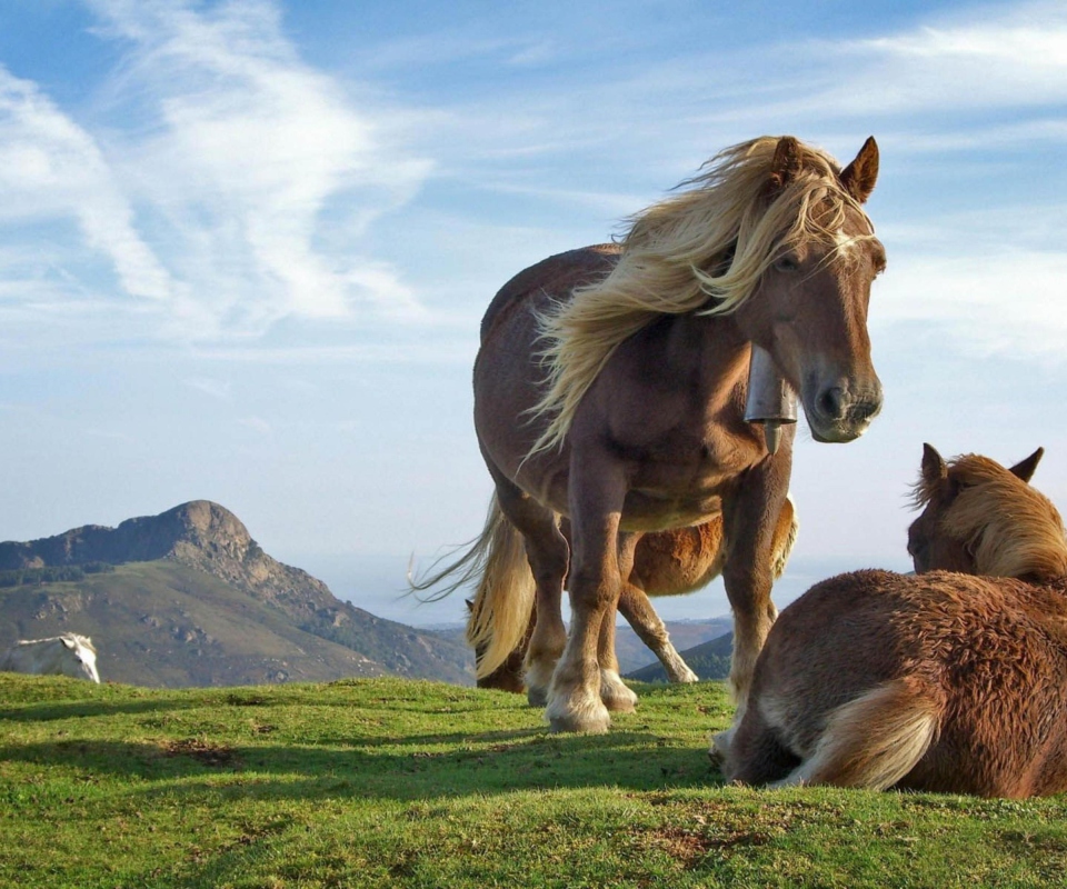 Mountain Horses wallpaper 960x800