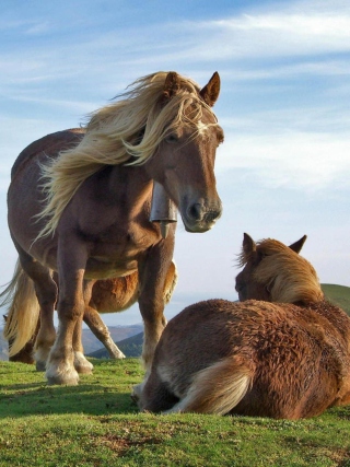 Mountain Horses - Obrázkek zdarma pro 360x640