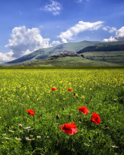 Poppy Meadow HDR wallpaper 176x220