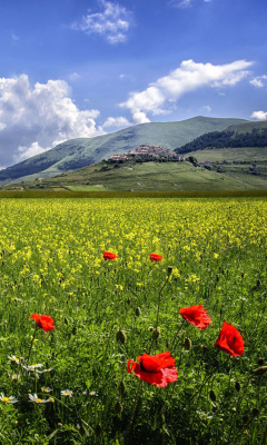 Обои Poppy Meadow HDR 240x400