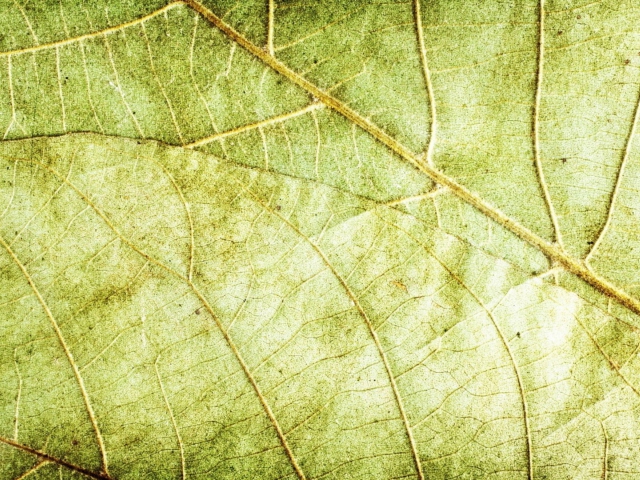 Leaf Close Up wallpaper 640x480
