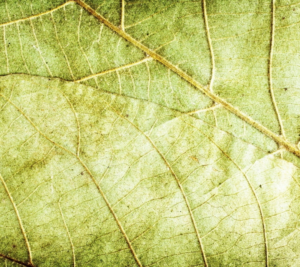Обои Leaf Close Up 960x854