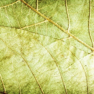 Kostenloses Leaf Close Up Wallpaper für iPad 2