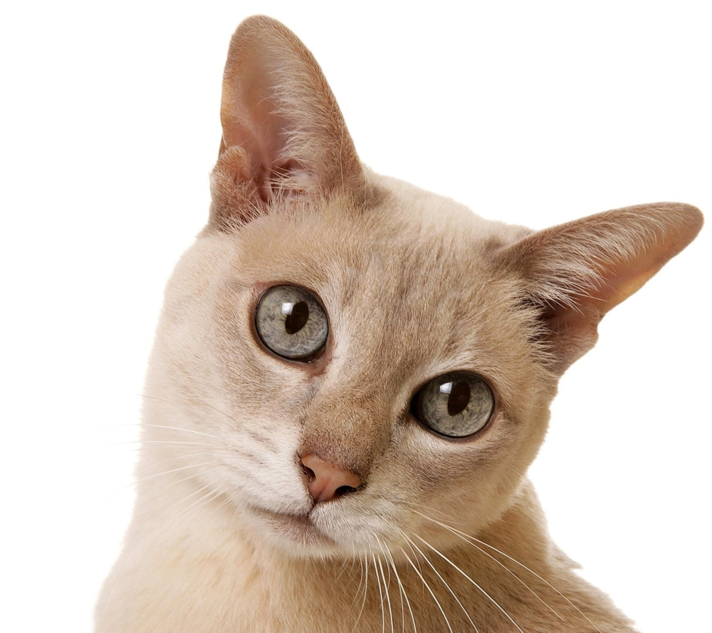 Fondo de pantalla Cat Selfie 1440x1280