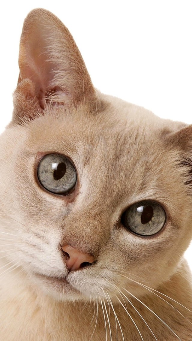 Cat Selfie wallpaper 640x1136