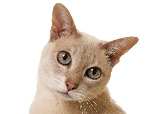 Screenshot №1 pro téma Cat Selfie 640x480