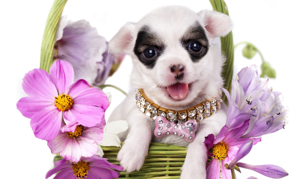 Fondo de pantalla Chihuahua In Flowers 1024x600