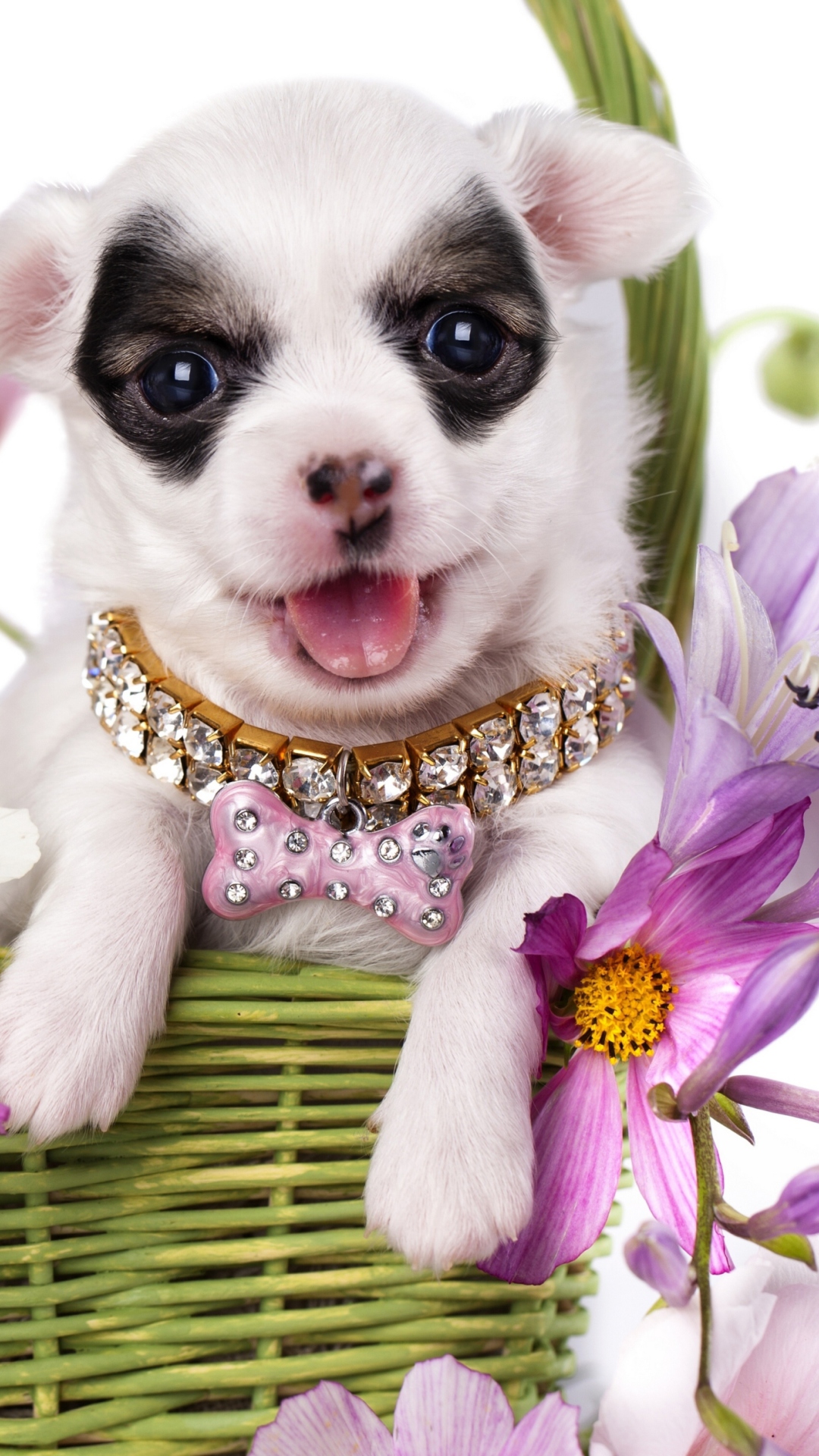 Chihuahua In Flowers wallpaper 1080x1920