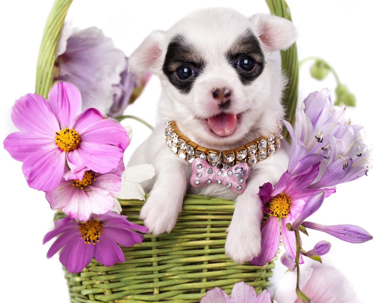 Chihuahua In Flowers wallpaper 1280x1024
