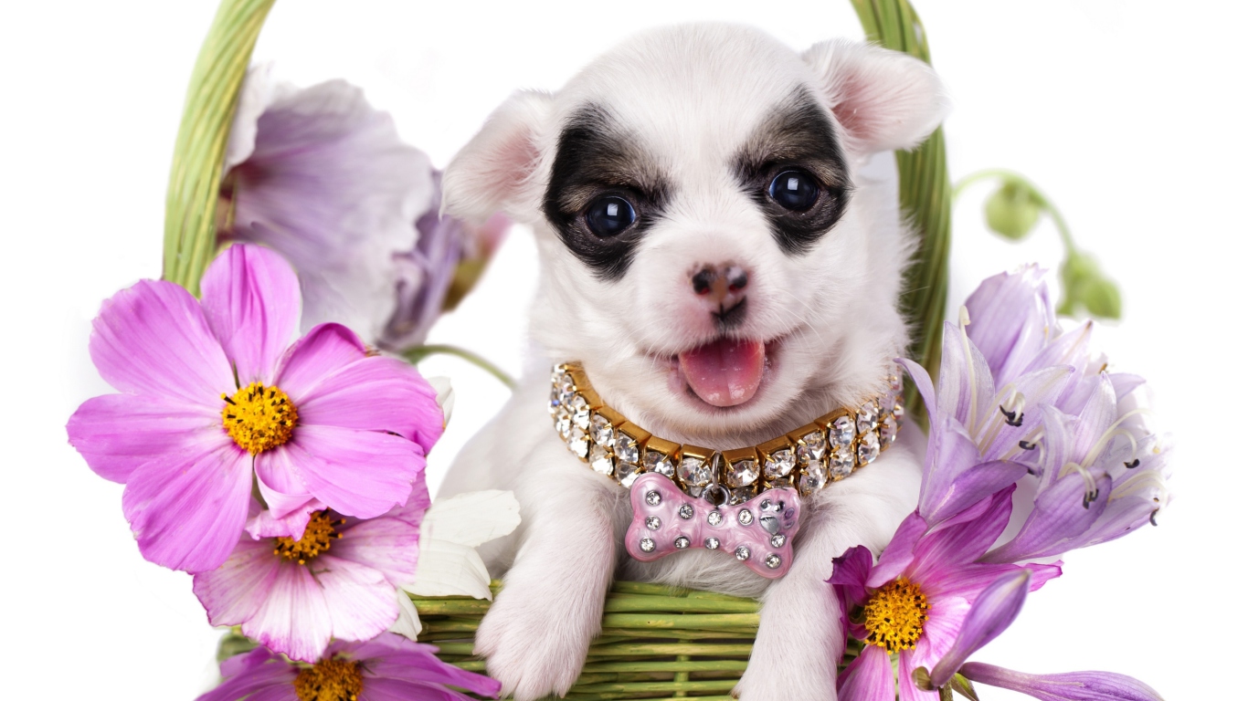 Sfondi Chihuahua In Flowers 1366x768