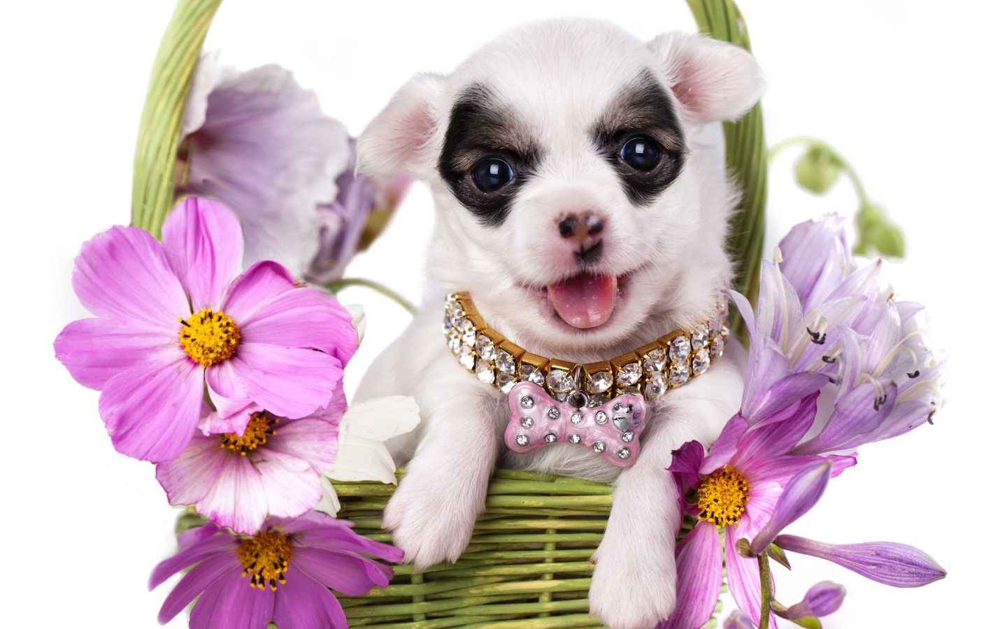 Screenshot №1 pro téma Chihuahua In Flowers 1440x900