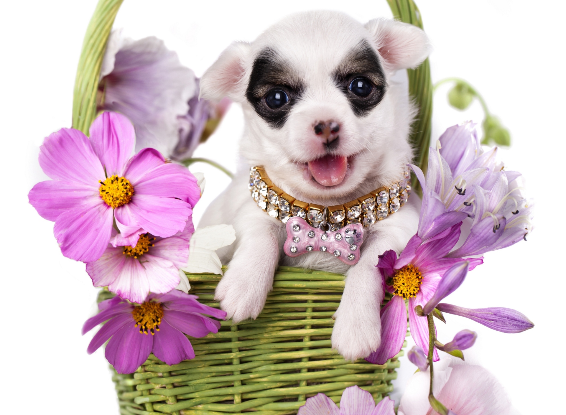 Chihuahua In Flowers wallpaper 1920x1408