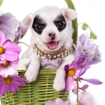 Fondo de pantalla Chihuahua In Flowers 208x208