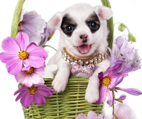 Обои Chihuahua In Flowers 480x400