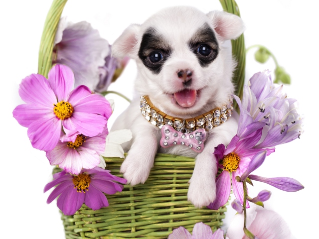Sfondi Chihuahua In Flowers 640x480