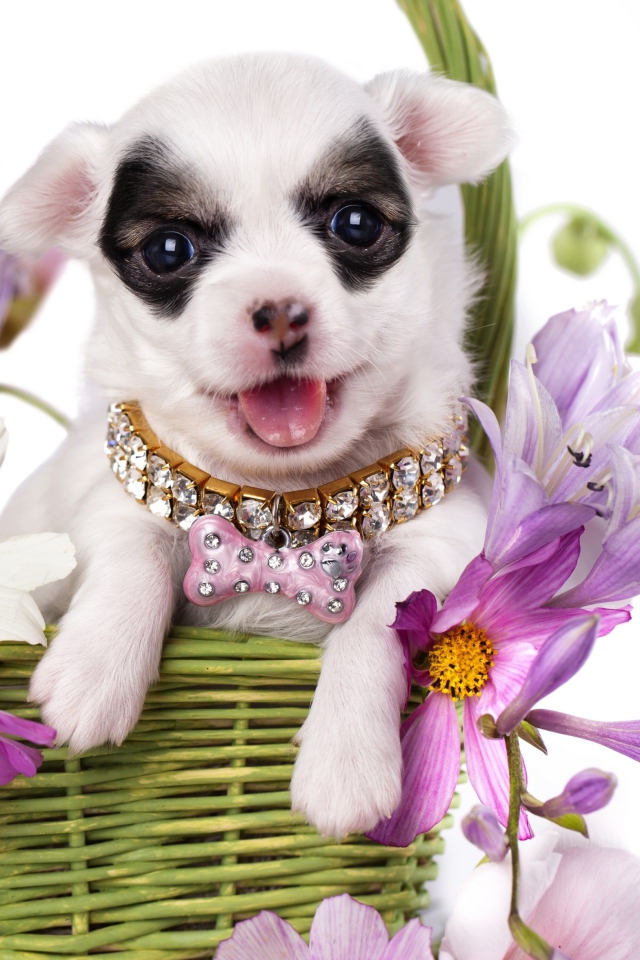 Обои Chihuahua In Flowers 640x960