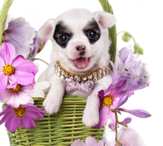 Kostenloses Chihuahua In Flowers Wallpaper für iPad mini 2
