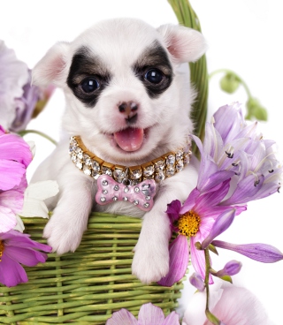 Chihuahua In Flowers - Obrázkek zdarma pro iPhone 5C
