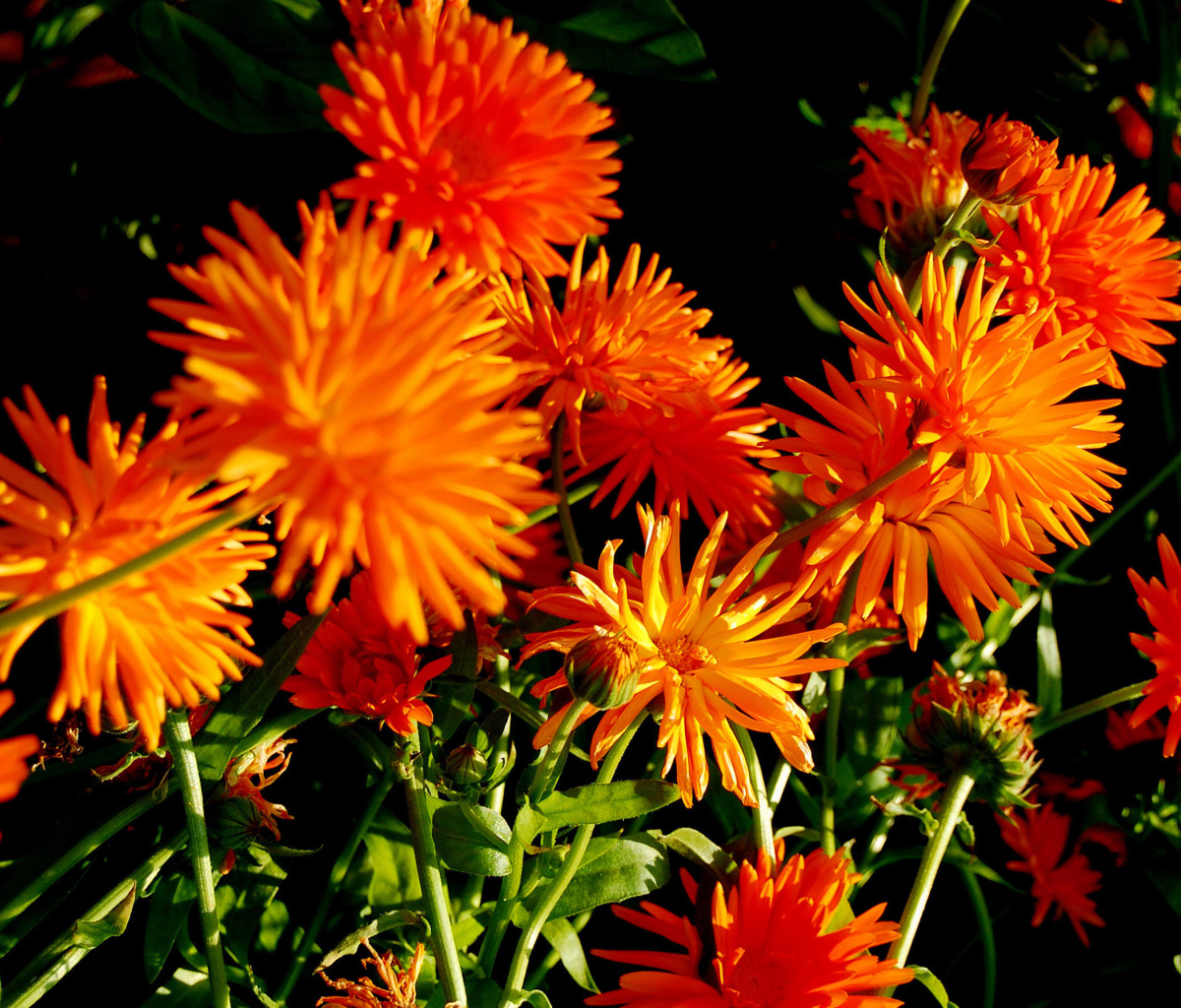 Das Orange Chrysanthemum Wallpaper 1200x1024