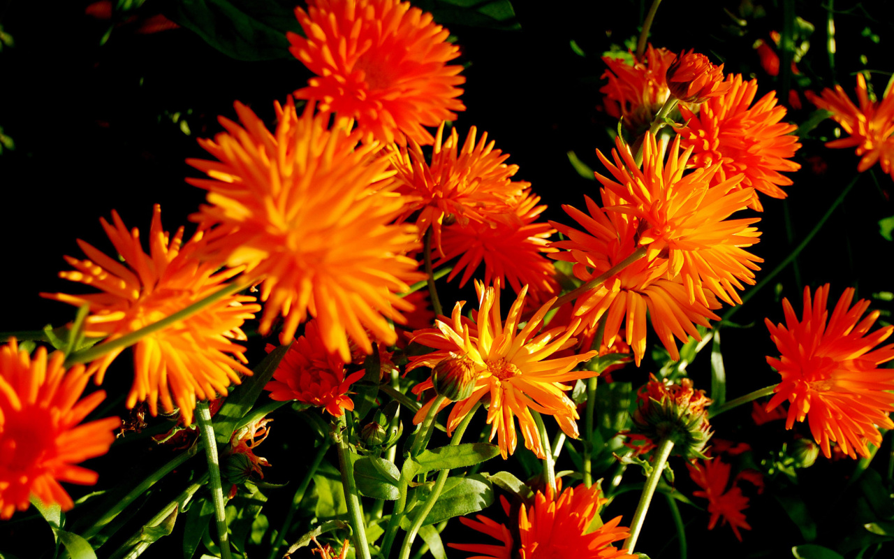Screenshot №1 pro téma Orange Chrysanthemum 1280x800