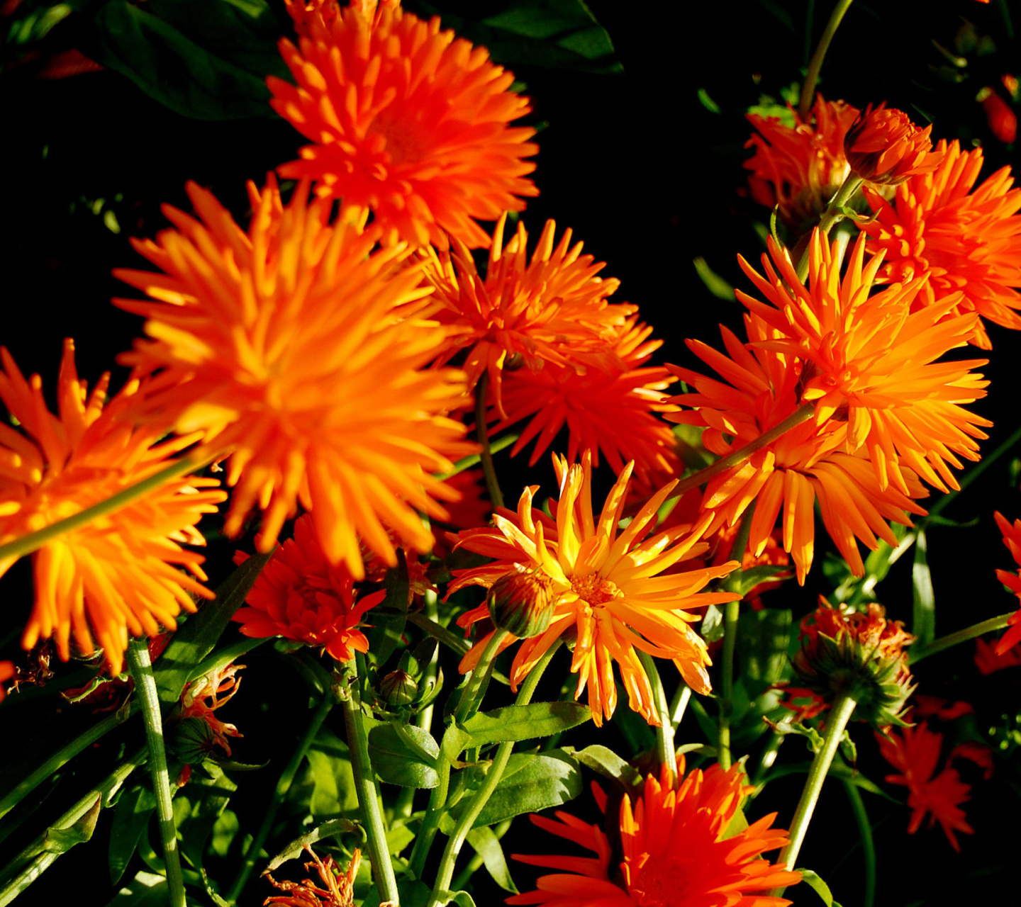 Fondo de pantalla Orange Chrysanthemum 1440x1280