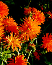 Screenshot №1 pro téma Orange Chrysanthemum 176x220
