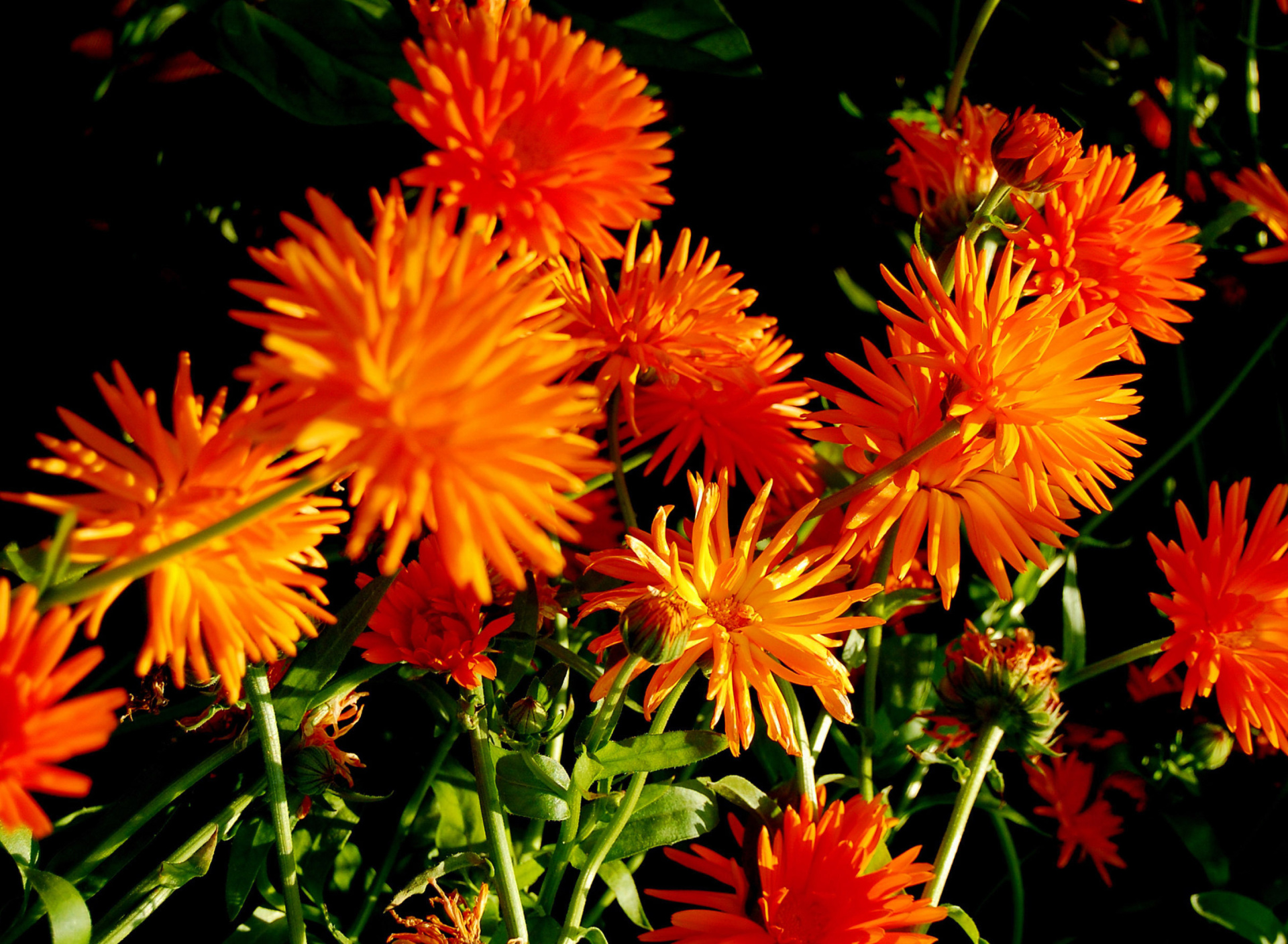 Screenshot №1 pro téma Orange Chrysanthemum 1920x1408
