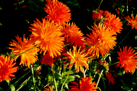 Screenshot №1 pro téma Orange Chrysanthemum 480x320