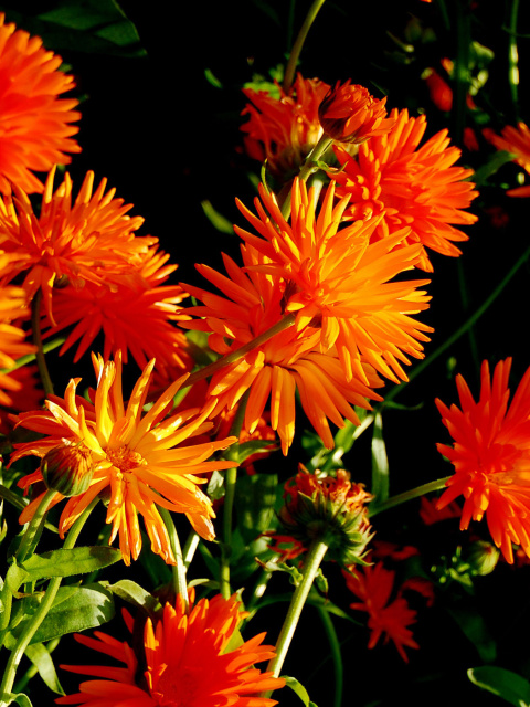 Orange Chrysanthemum wallpaper 480x640