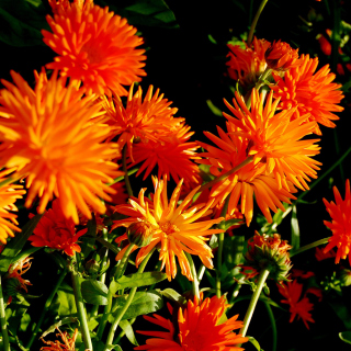 Kostenloses Orange Chrysanthemum Wallpaper für iPad