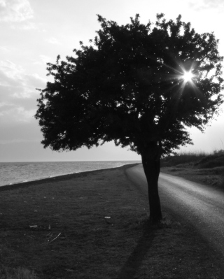 Lonely Tree - Obrázkek zdarma pro iPhone 6