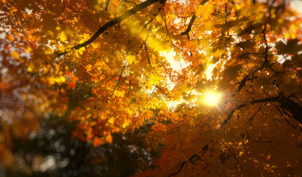Обои Autumn Sunlight and Trees 1024x600