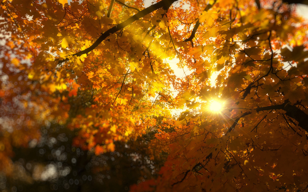 Das Autumn Sunlight and Trees Wallpaper 1280x800