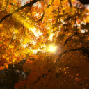 Das Autumn Sunlight and Trees Wallpaper 128x128