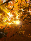 Autumn Sunlight and Trees screenshot #1 132x176