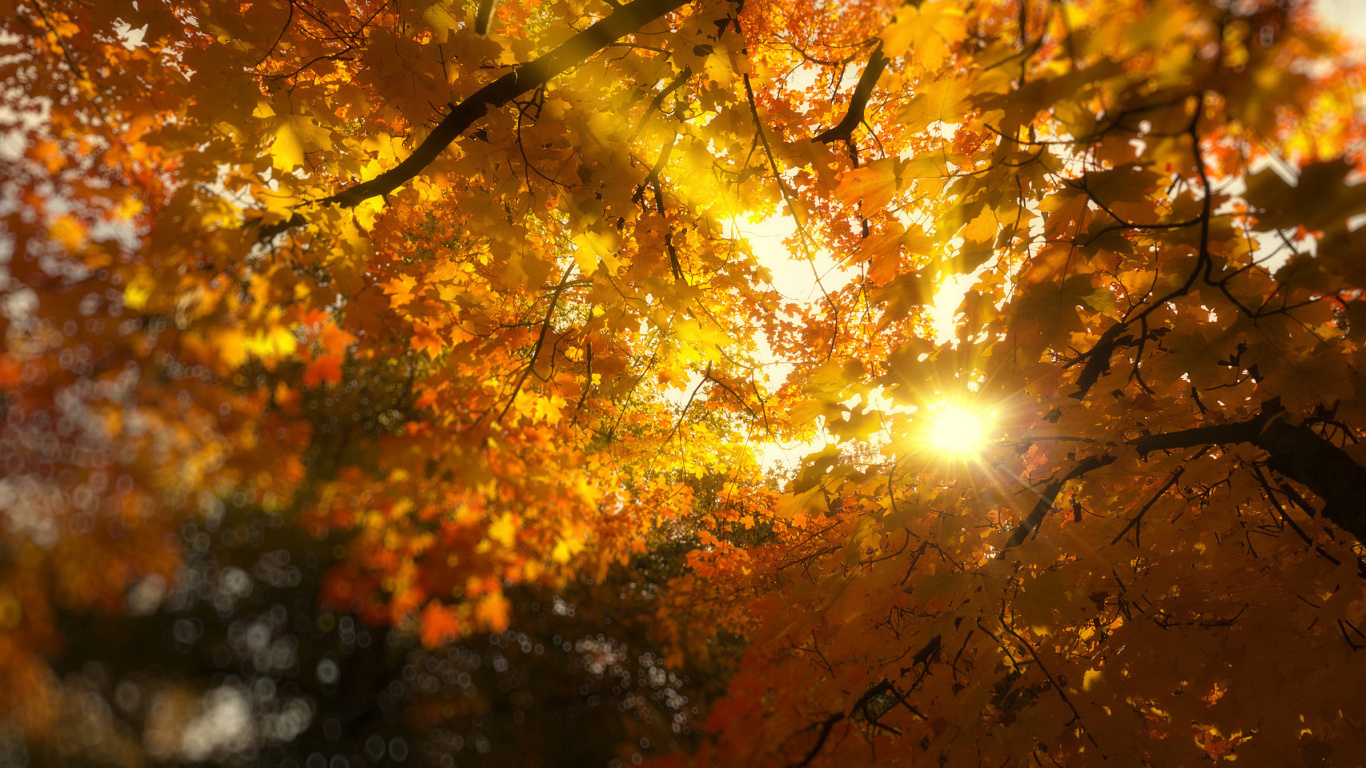 Обои Autumn Sunlight and Trees 1366x768
