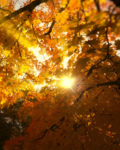 Autumn Sunlight and Trees screenshot #1 176x220
