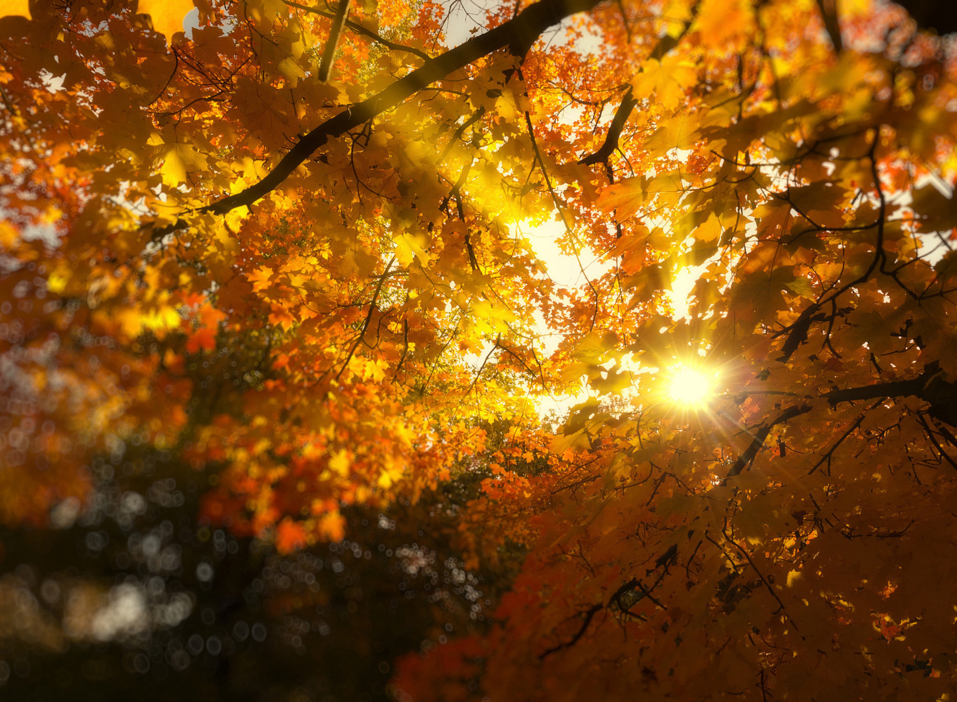 Das Autumn Sunlight and Trees Wallpaper 1920x1408