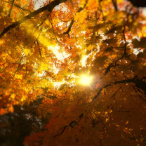 Screenshot №1 pro téma Autumn Sunlight and Trees 208x208