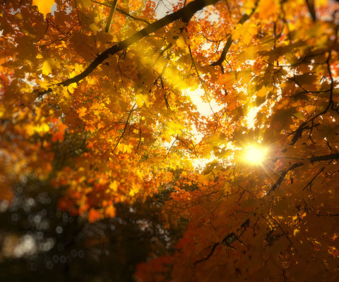 Das Autumn Sunlight and Trees Wallpaper 480x400
