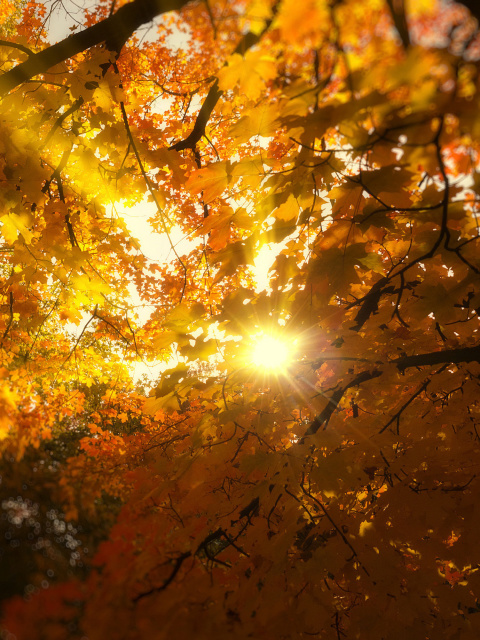Das Autumn Sunlight and Trees Wallpaper 480x640