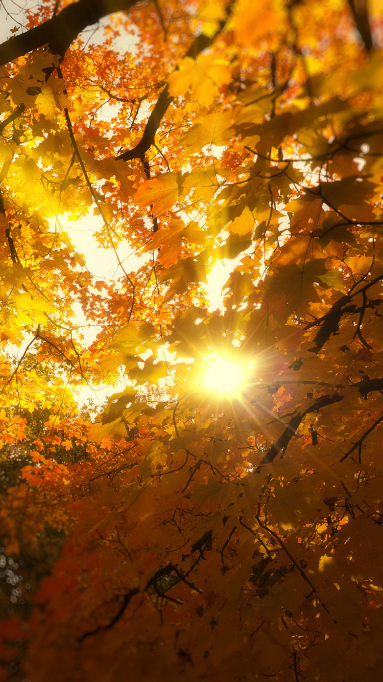 Das Autumn Sunlight and Trees Wallpaper 750x1334